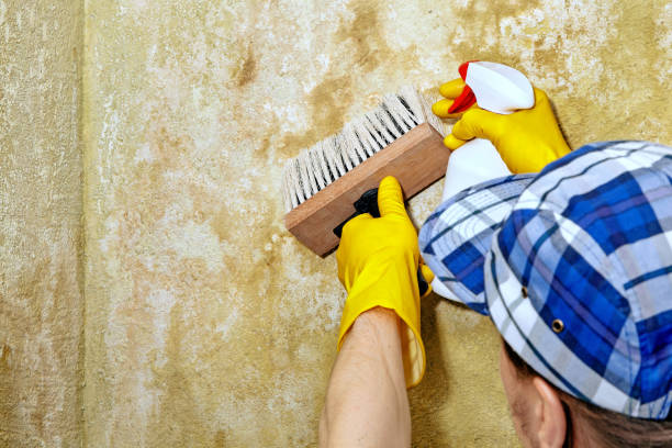 Best Biohazard Mold Removal  in Lakeside Park, KY