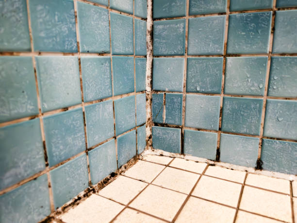 Best Mold Odor Removal Services  in Lakeside Park, KY